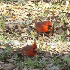 Meet your Posher, Luvma